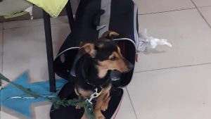 Por qué Senasa no deja entrar a «Coco», el perro varado en Ezeiza
