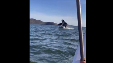 El preciso momento en que la ballena estuvo suspendida arriba de la embarcación. 