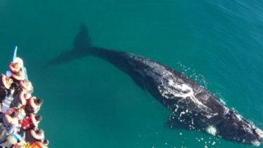 Puerto Madryn es reconocida como la capital de las ballenas en la Patagonia.-