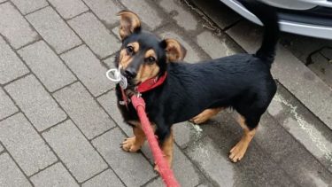 "Coco" llegó con su familia y, finalmente, no será deportado.-