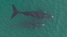 Imagen de Visitas anticipadas: cuatro ballenas francas en la costa de Las Grutas