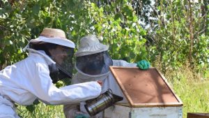 Día Mundial de las Abejas: «Tienen un rol fundamental para el ecosistema»