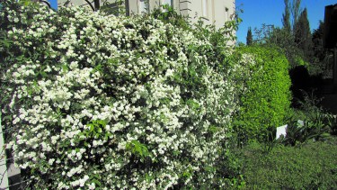 Rosas banksianas blancas, una de las especies más hermosas para decorar cercos frontales.