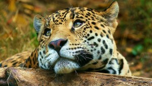 Video: el divertido juego de «Karaí», un cachorro de yaguareté en el Iberá