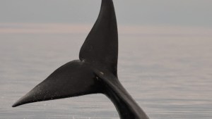 Así llegan las ballenas con sus crías a Madryn: se ven tan cerca, que parece que se pueden tocar
