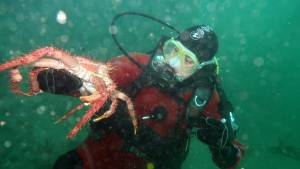 La experiencia única de bucear en el Canal Beagle y descubrir estas maravillas en el agua helada