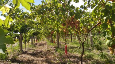Open Gable: una alternativa al parral para cultivar uvas