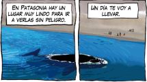 Imagen de Llegaron las ballenas a Puerto Madryn y esta vez el avistaje viene con sorpresa…