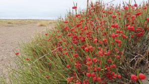 Plantas autóctonas: Solupe, una especie venerada