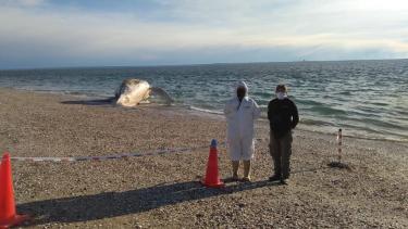 El cadáver de una ballena jorobada llegó a las costas de Punta Villarino, en el Puerto San Antonio Este. Los guardas ambientales acordonaron la zona
