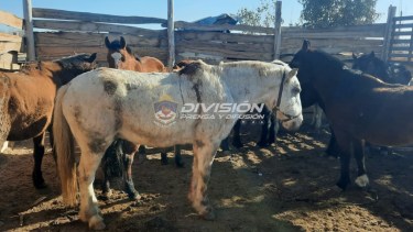 Secuestraron caballos vivos y otros animales faenados tras el allanamiento. Foto: Gentileza. 