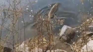 Coipo liberado en Nqn - Fofo: captura de video