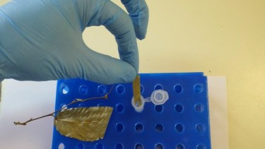 Las muestras que se analizan en el laboratorio de Bariloche (Foto: Gentileza).