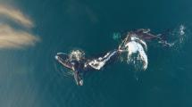 Imagen de Electra, la ballena que dio la vuelta al mundo con su cría para volver a Península Valdés