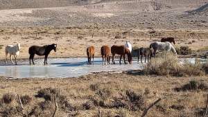 Iba de Jacobacci a Bariloche por la ruta 23 y la sorprendió una tropilla de caballos sobre el hielo