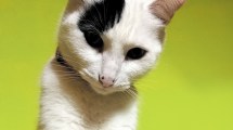 Imagen de Las afecciones más comunes en la piel de los gatos