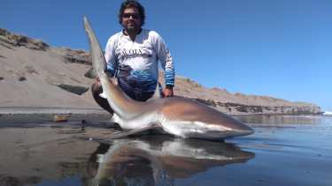 La iniciativa de ciencia ciudadana se hace a través de nodos a lo largo de la costa argentina que alientan a los pescadores a devolver ejemplares capturados
