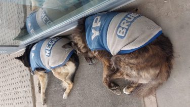 "Bruno" y "Negra" descansan de su agotadora tarea en la playa de la estación de servicios. Foto: redes.-