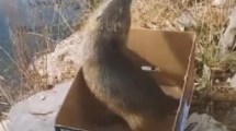 Imagen de El final feliz de un coipo que había quedado atascado en un barrio de Neuquén
