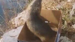 El final feliz de un coipo que había quedado atascado en un barrio de Neuquén