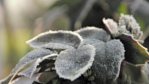 Jardín: Cuidar nuestras plantas ante la presencia de heladas