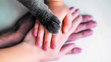 Muchos proteccionistas de animales aclaran que es mejor dejar de usar el término mascota porque nos pone “en un lugar de lejanía” y no se los incluye en la familia.