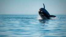 Imagen de Puerto Madryn: el salto de la ballena, la reacción más cordobesa y un video genial