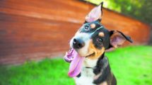 Imagen de Todo lo que debemos saber para comunicarnos con nuestros perros (y no desesperar en el intento)