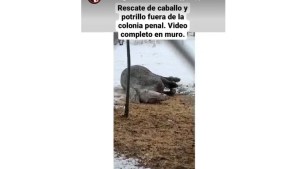Rescataron a dos caballos que habían quedado en medio de la nieve en Roca