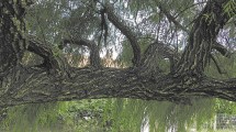 Imagen de Plantas autóctonas: el particular sauce criollo