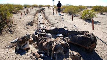 El Bosque Petrificado de Valcheta que, dicen, está muy bien custodiado. 