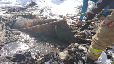 El rescate del caballo fue realizado con sogas y mucho cuidado. Foto: Tricao Malal Noticias