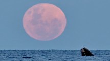 Imagen de Puerto Madryn: fue a ver la superluna y mirá lo que filmó en el mar…