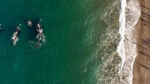Imagen de «¡Están a 20 metros!»: el increíble video de las ballenas en Puerto Madryn tan cerca de los turistas