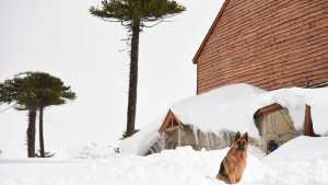 Alerta por nevadas y viento blanco durante el fin de semana largo en Neuquén