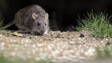 Se  detectó un  caso positivo de hantavirus en San Martín de los Andes. (Foto archivo).-