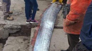 El ejemplar hallado tiene unos cinco metros de largo y 80 centímetros de ancho.-