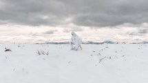 Imagen de La imagen de Bariloche que ganó el primer premio