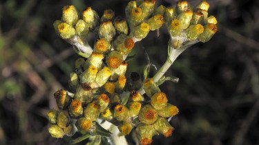 Esta planta es frecuente en suelos rocosos, arenosos y dunas; y se la puede observar en nuestra región.