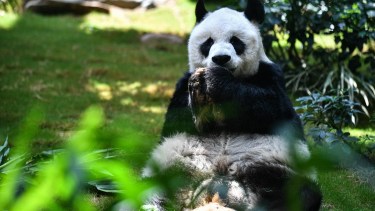 Murió en Hong Kong el oso panda gigante macho más viejo de la historia. 



Foto: AFP | Télam 