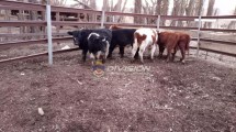 Imagen de Les robaron 35 vacas a crianceros de Neuquén: dos detenidos y se recuperaron algunos animales
