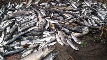 En la piscicultura de Junín de los Andes, se llevan adelante proyectos de investigación. La postal ahora es de mortandad. Foto: Gentileza Facebook CEAN