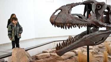 El Meraxes fue presentado en el museo de Villa El Chocón, localidad donde fue encontrado en 2012. (Foto Florencia Salto).-
