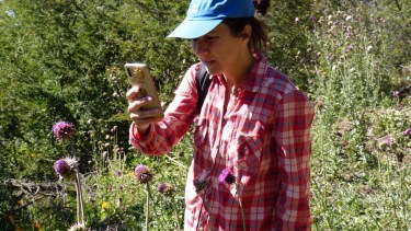 La científica Marina Arbetman impulsa el proyecto para observar a los abejorros
