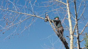 Jardín: ¿Poda sí o poda no? Llegó el invierno y un debate