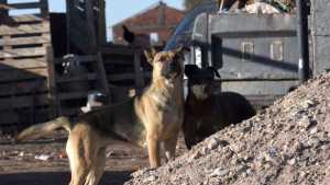Neuquén, la app para denunciar maltrato animal suma cerca de 2800 denuncias 