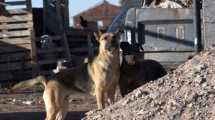 Imagen de Saldrán a censar los perros en Vaca Muerta