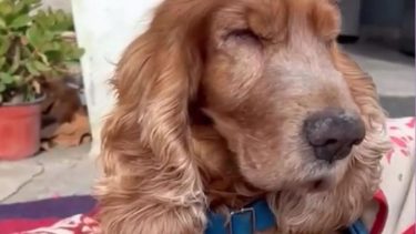Adriano tiene 14 años y padece de ceguera hace 3. Sin embargo, es un perro dulce y amigable.-