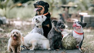 Realizarán un circuito activo para perros en Parque Norte de Neuquén