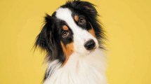 Imagen de El compromiso para evitar el dolor en los animales